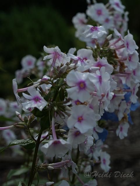 Phlox mac Reine de Jour.JPG